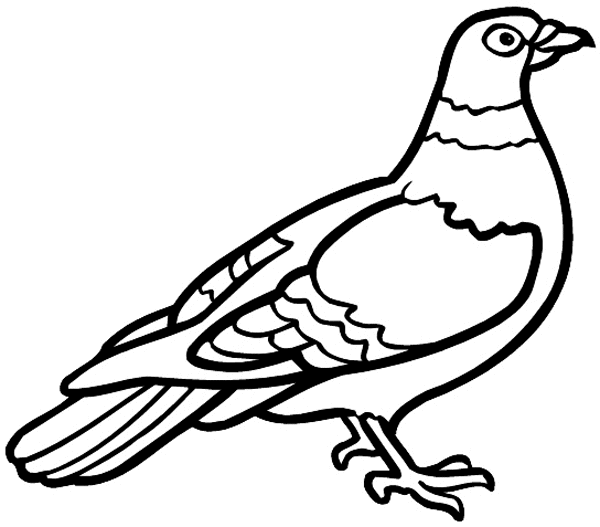 Ring necked pigeon vinyl sticker. Customize on line.      Animals Insects Fish 004-1263  